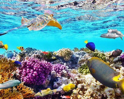 Reef-Safe Sunscreen: How to Protect Yourself and the Reefs